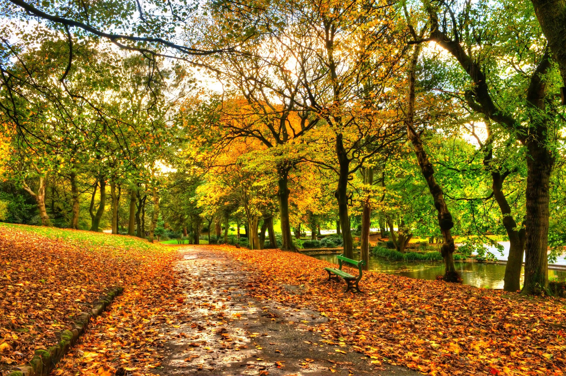 hojas parque callejón árboles bosque otoño paseo hdr naturaleza río agua cielo banco ver caída banco vista