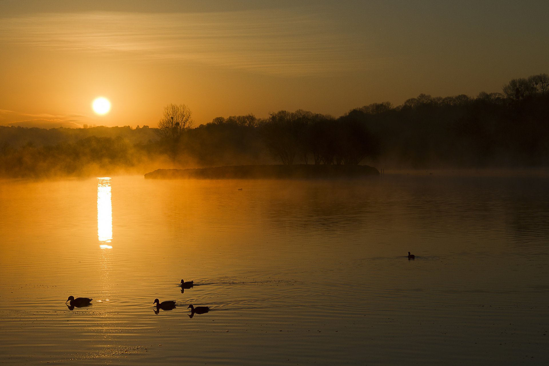 forest lake fog duck dawn