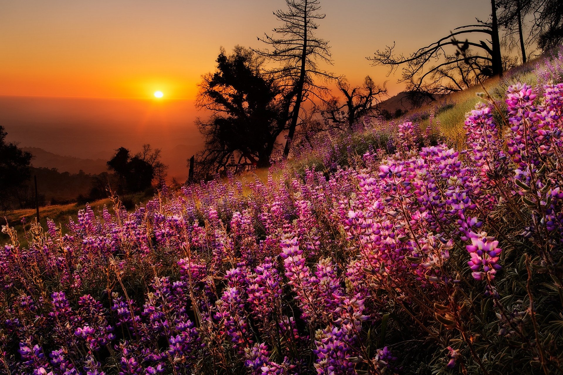 naturaleza colores colorido paisaje ver cielo puesta de sol árbol árboles hierba flores montaña sol vista montañas