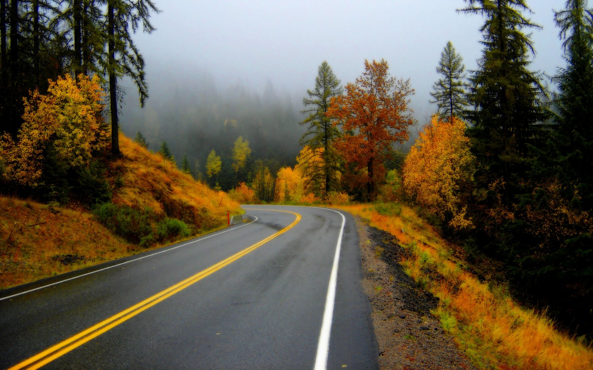 strada foresta autunno nebbia