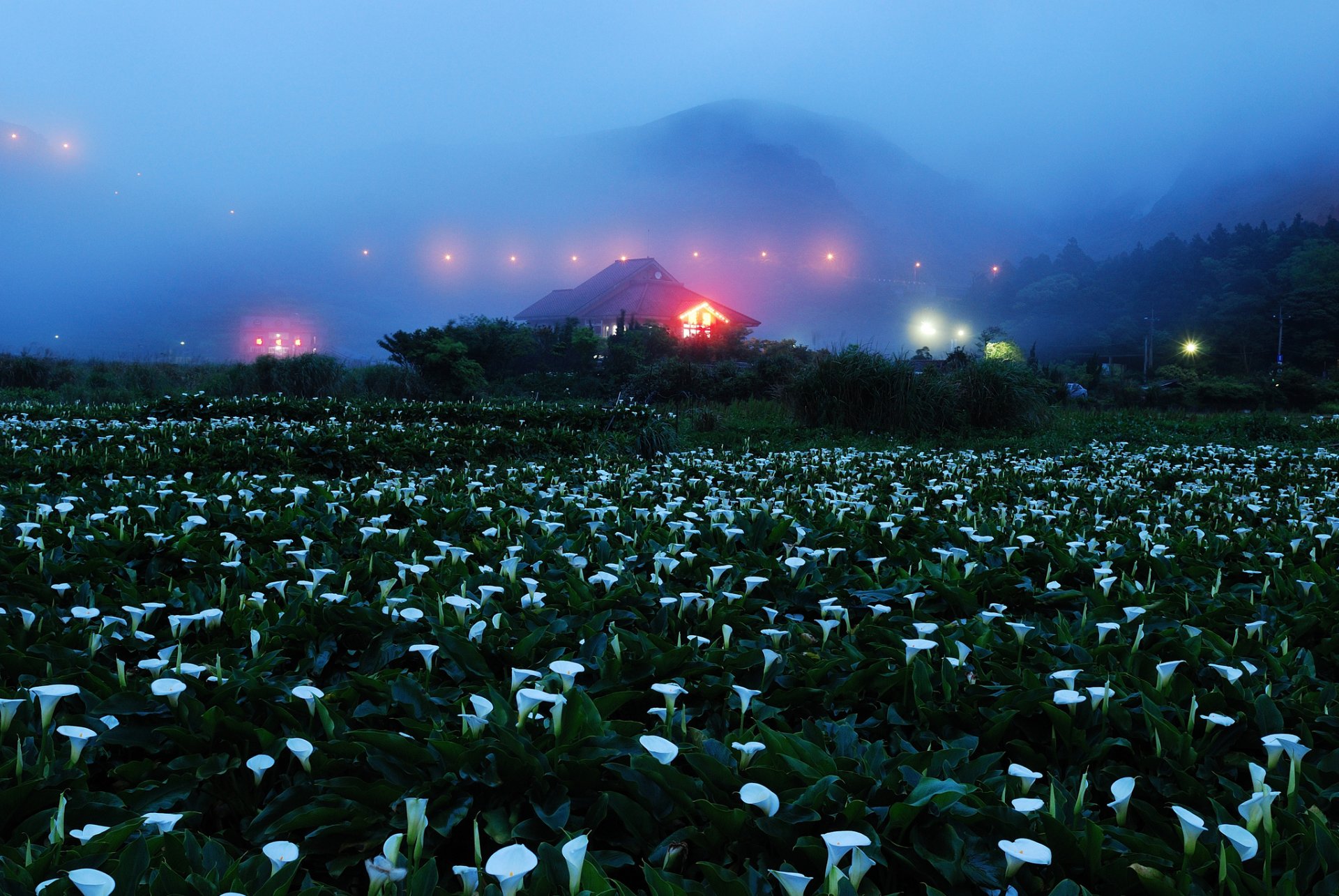 nacht nebel berge haus lichter feld blumen kala