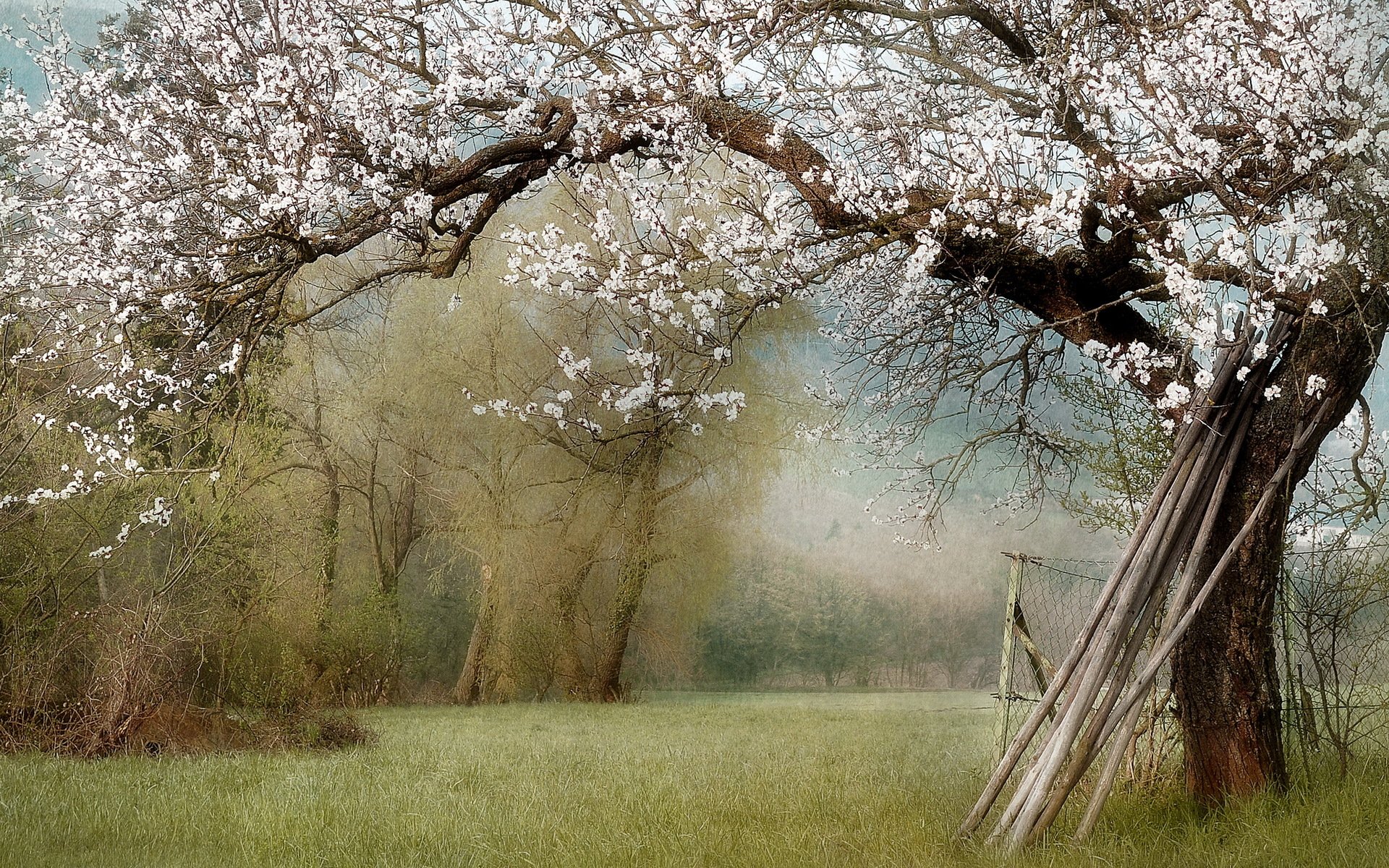 natura giardino primavera paesaggio