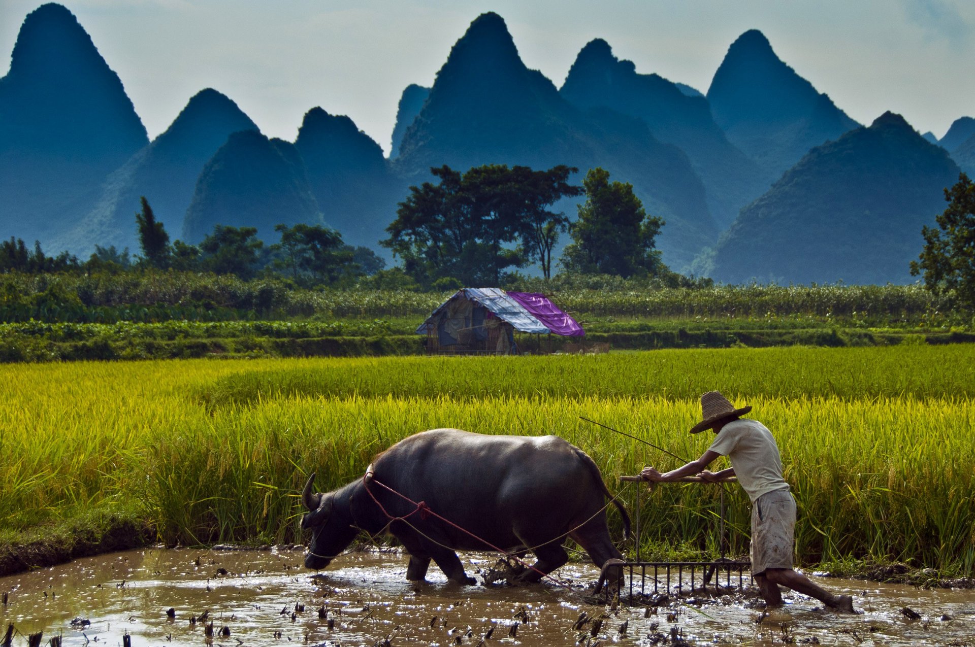 campo hierba cosecha búfalo hombre colinas vegetación naturaleza