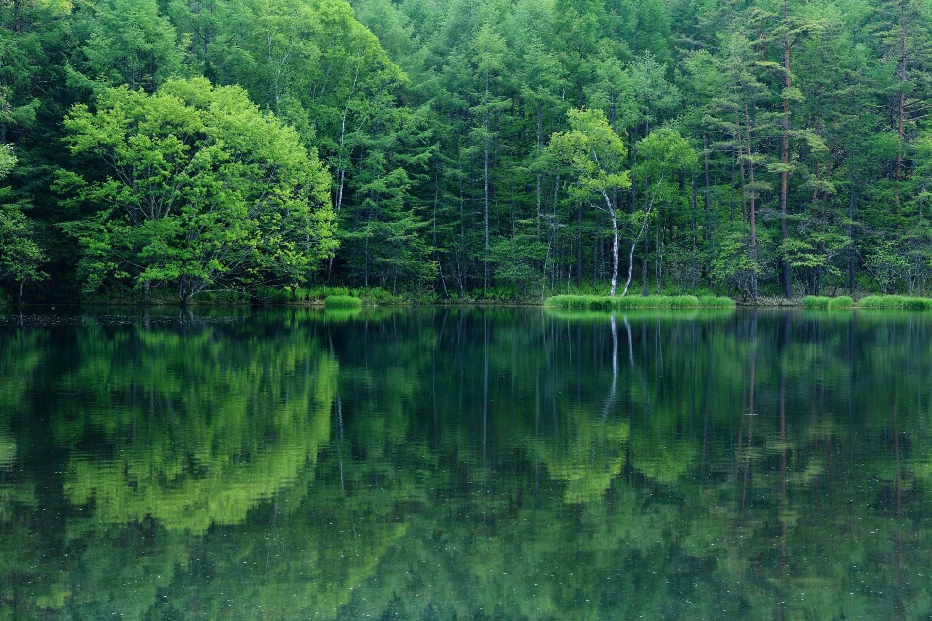 lac forêt arbres réflexion