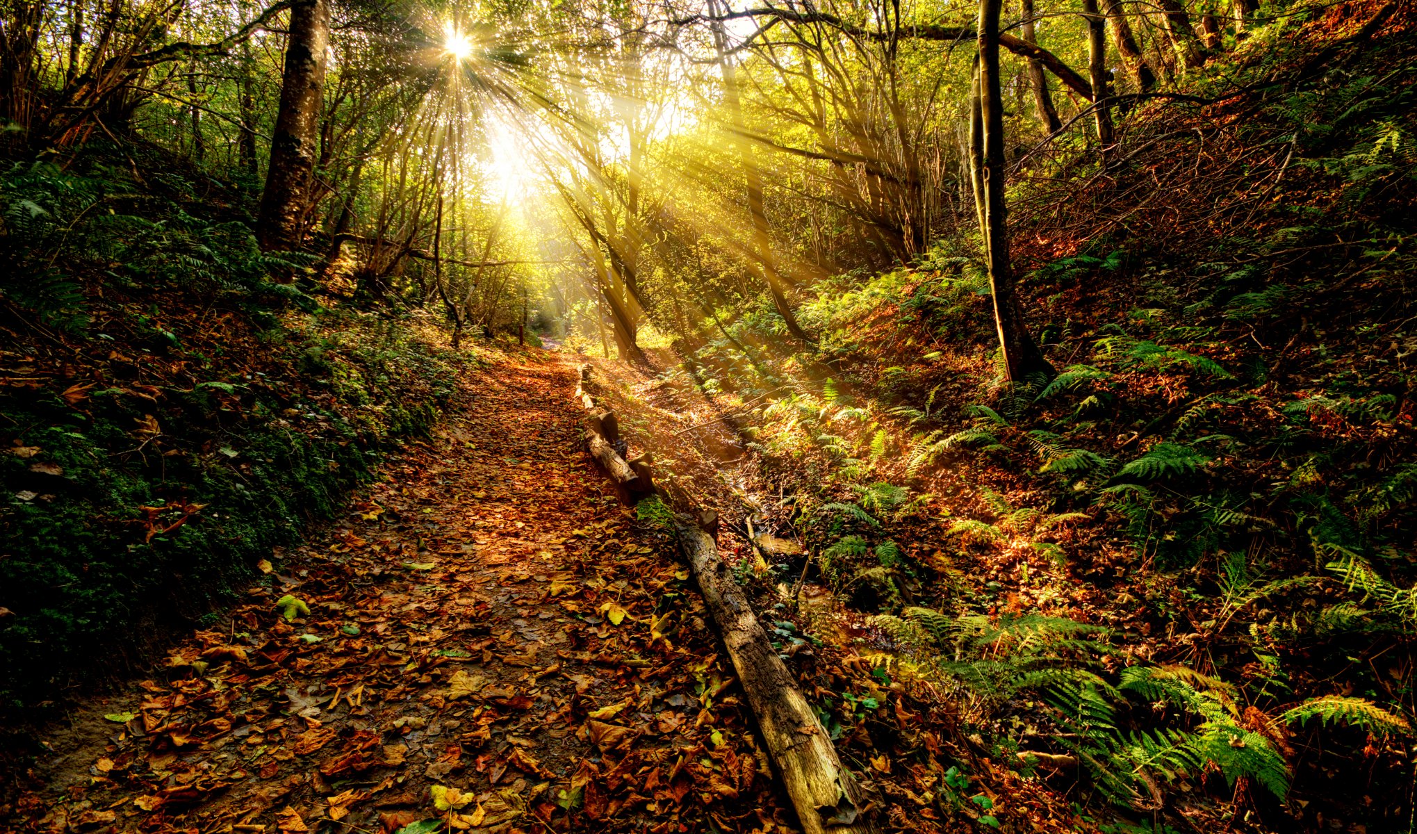 unset grass rays sun sky clouds color nature view autumn leaf forest paths leaves landscape