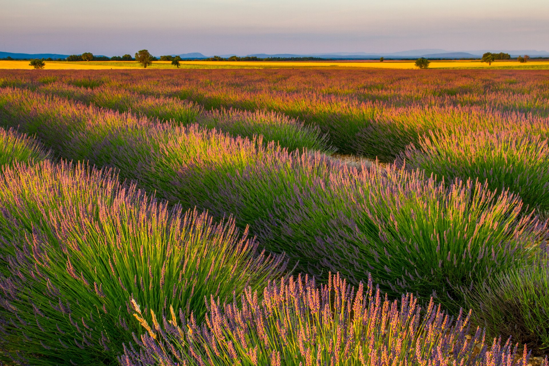 field rows lavender flowers purple nature landscape row