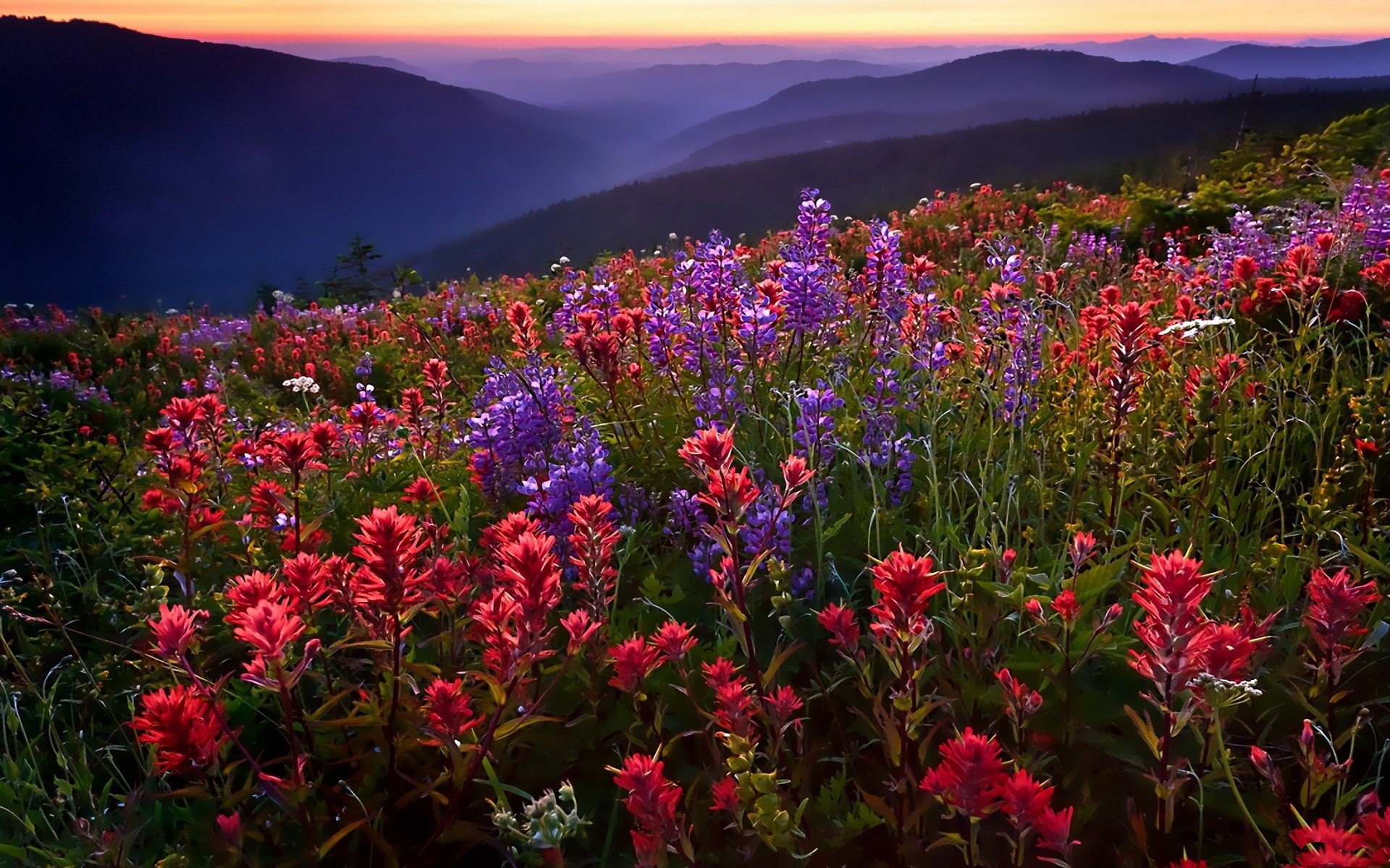 feld blumen berge nebel sonnenuntergang