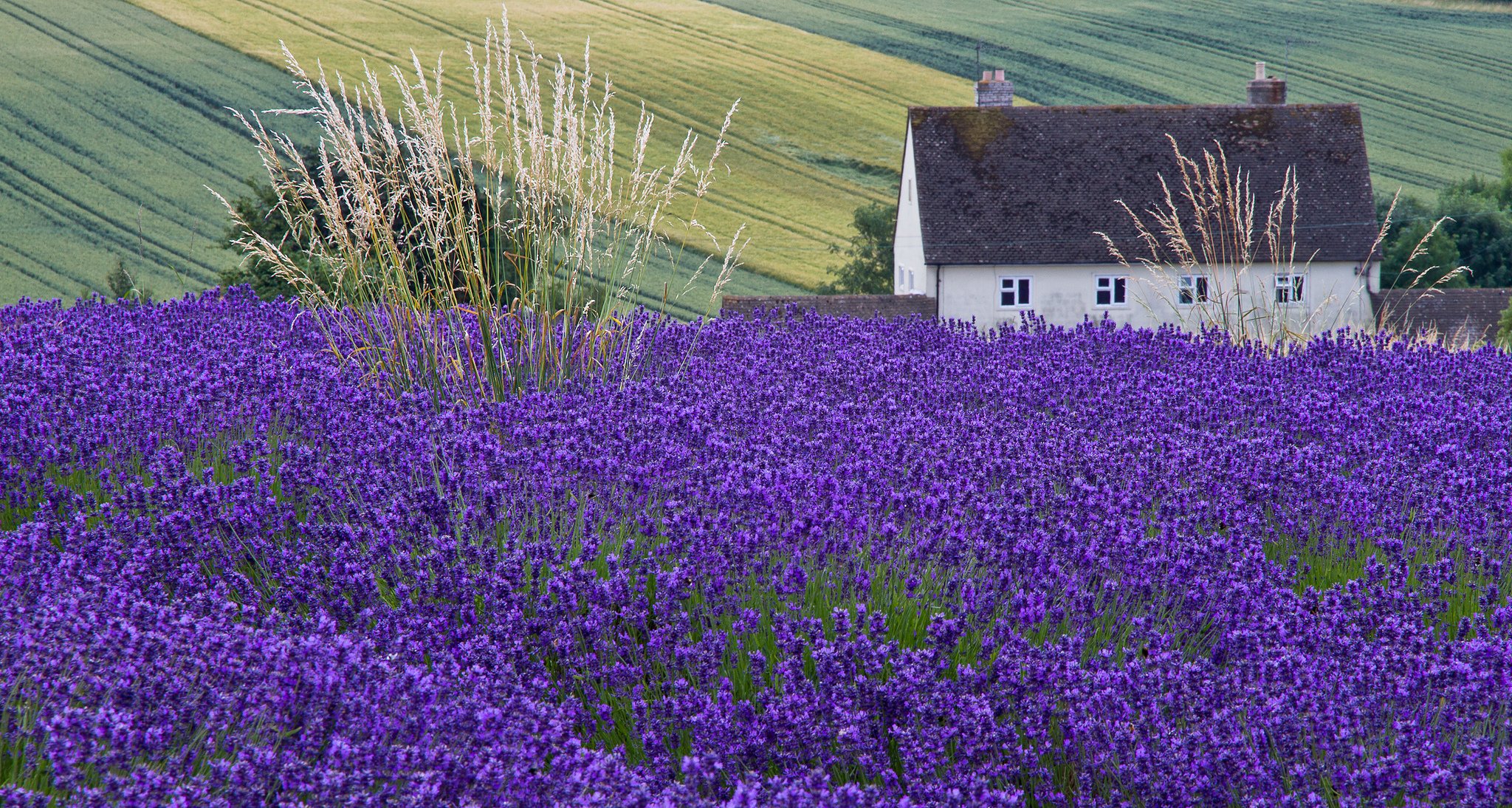 haus feld lavendel ohren