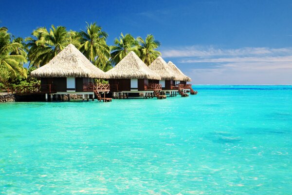 Houses on the shore of the blue ocean under palm trees