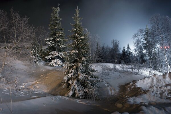 Winter forest landscape at night