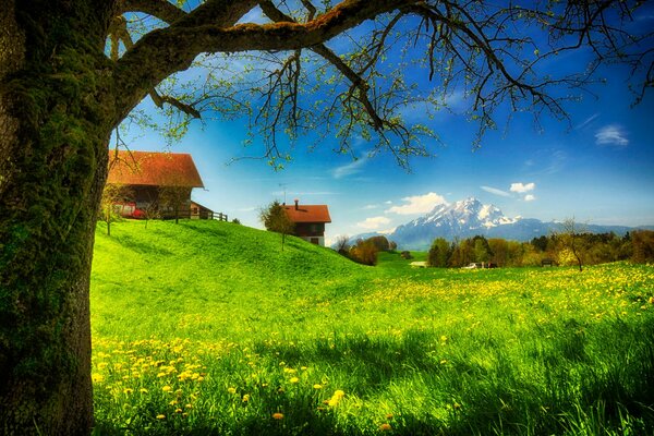 Beautiful houses on the mountain and sunny glade