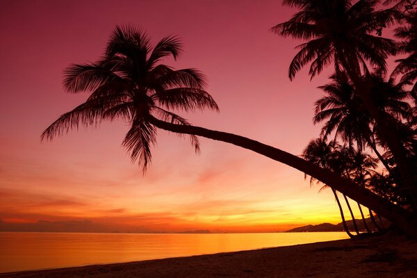 Coucher de soleil tropical sur l océan