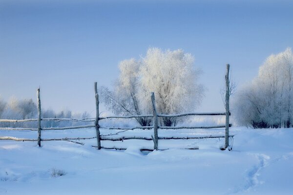 Wintermorgen auf dem Feld. Mit Frost bedeckte Bäume