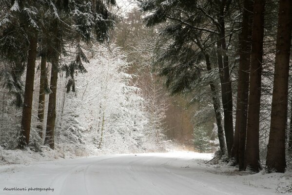 Camino nevado de invierno en el bosque