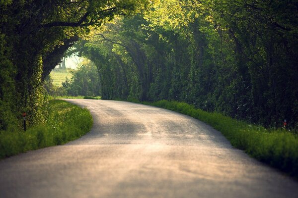 Bäume, Blätter im Sommer in der Natur unterwegs