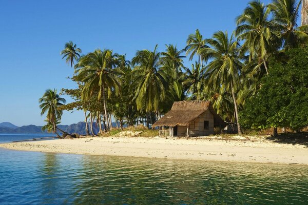 Maison sur l île sous les palmiers au bord de la mer