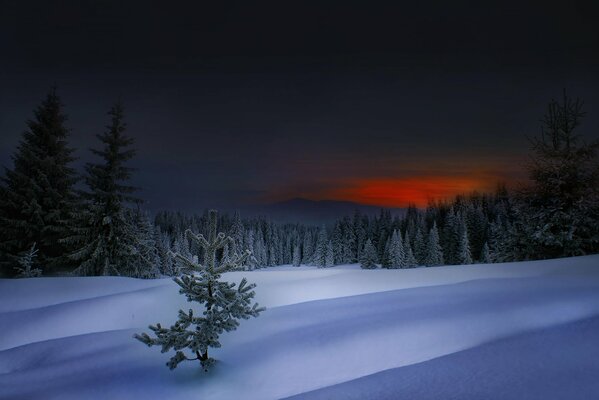 Puesta de sol en el bosque de invierno de Bulgaria