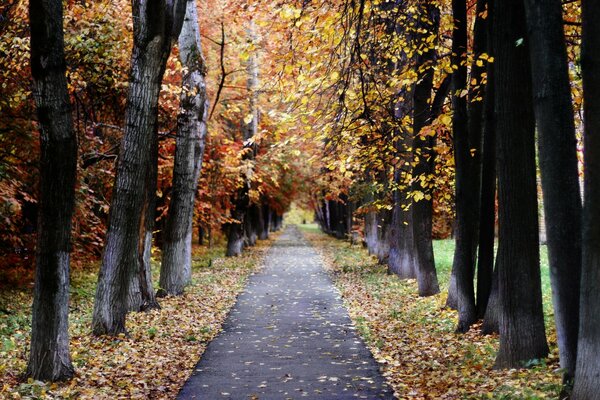 Москва осенью, пейзаж природы