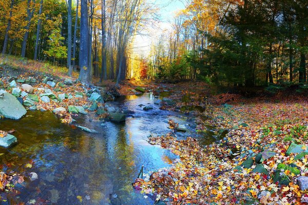 Foresta autunnale con rocce e fogliame colorato