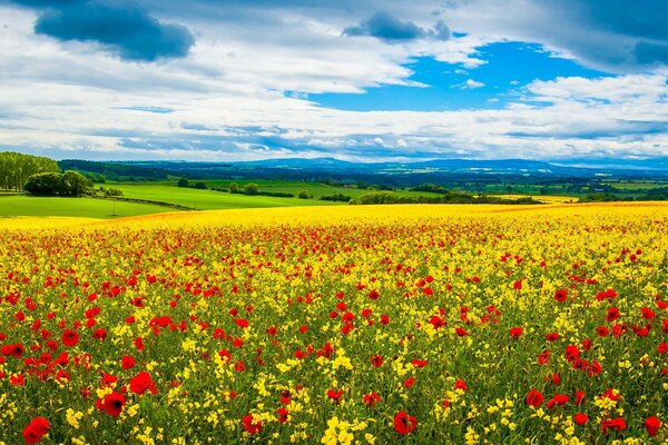 A field strewn with red poppies and yellow daffodils