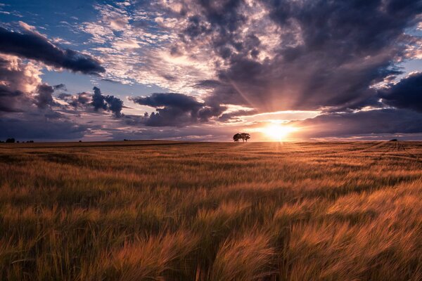 A spiky field in the rays of sunset