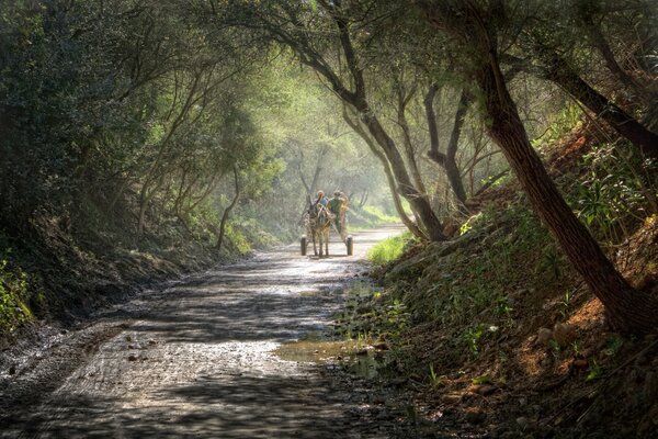 Un carro con un asino sulla strada attraverso la foresta