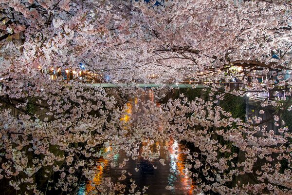 Kwitnąca w pobliżu stawu Sakura