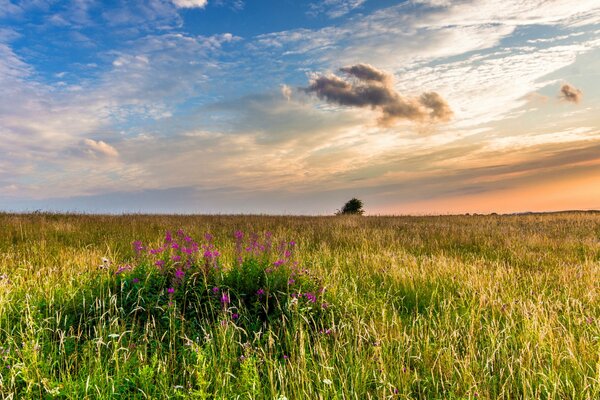 Fiori ed erbe al tramonto serale