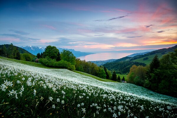 Campo di margherite in montagna