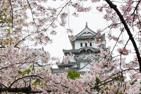 Kirschblüten auf dem Hintergrund des Tempels