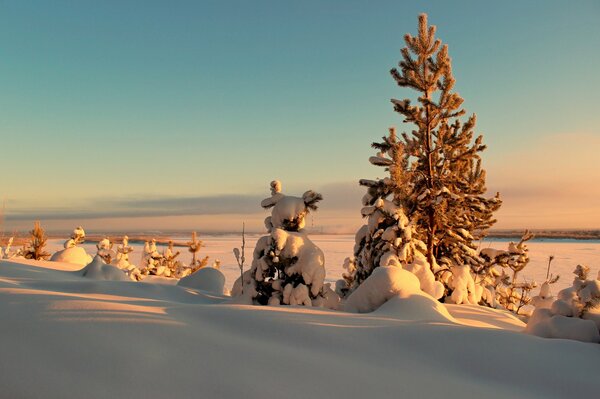 Пейзаж зимних деревьев, закат солнца, снег и сугробы