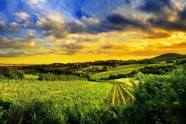 Weinberge in den Calenberger Hügeln in Österreich