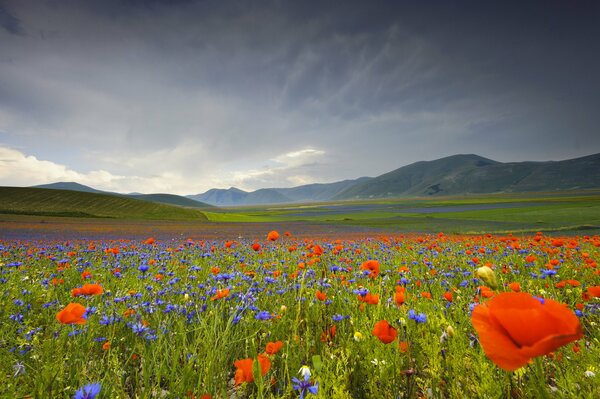 Les vallées montagneuses italiennes de coquelicots et de fleurs sont belles