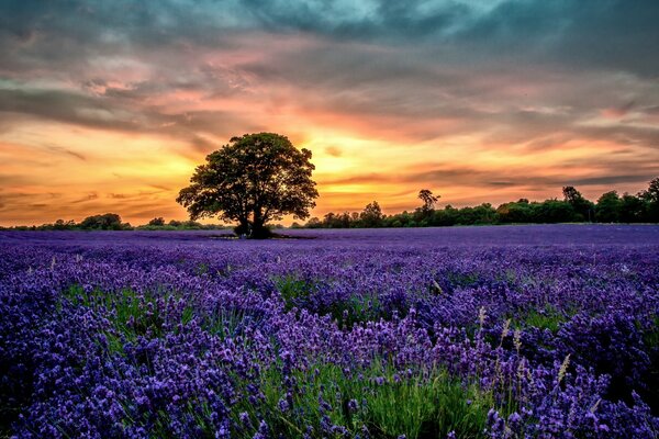 Puesta de sol de la tarde en el fondo de un campo de lavanda