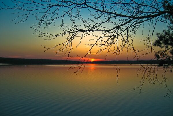 Evening order of the sun, branches over the river, harmony, tranquility on the shore