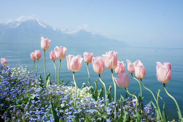 Delicados tulipanes y nomeolvides en el fondo de un lago en Ginebra