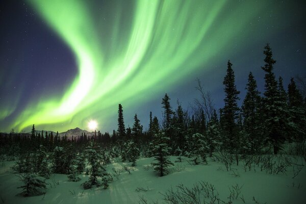 Die Nordlichter im Wald wecken