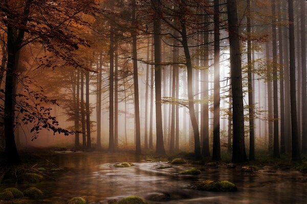 Rzeka w lesie w ciemnym świetle