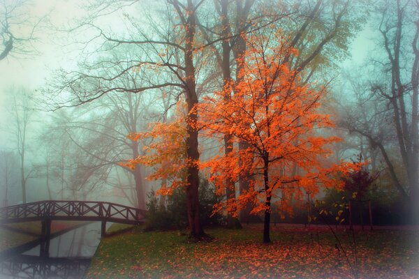 Yellow tree near the river