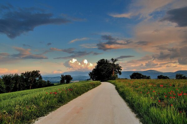 Der Weg durch das Mohnfeld. Schöner Sonnenuntergang