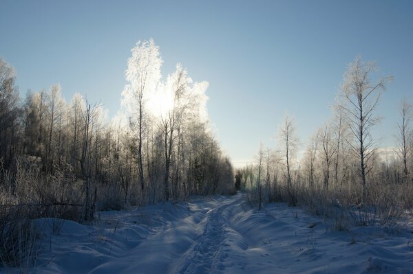Camino del bosque en un día soleado y helado