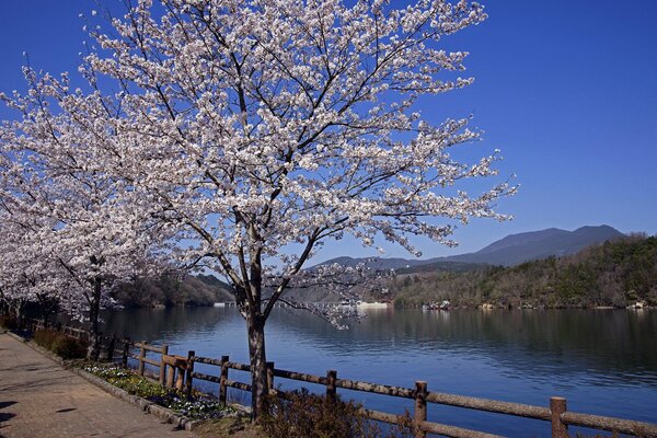 Landscape of cherry blossoms on the background of the river