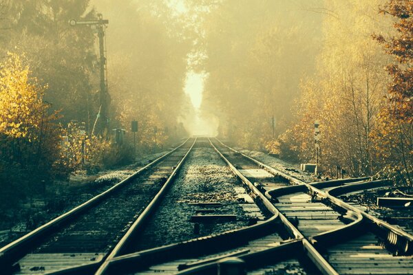 Cruzar las vías del tren entre los árboles