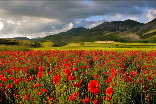 The brightness of a poppy field in a Mountain valley 