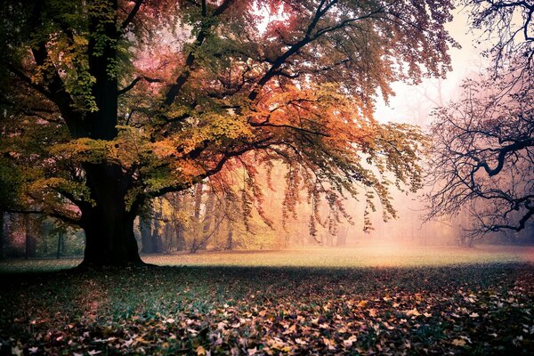 Paisaje de otoño con un hermoso árbol