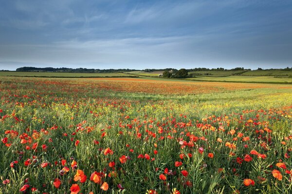 Paesaggio estivo della natura, papaveri sul campo