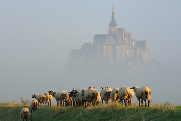 Une petite Otar de moutons sur fond de château brumeux sur le Mont-Saint-Michel