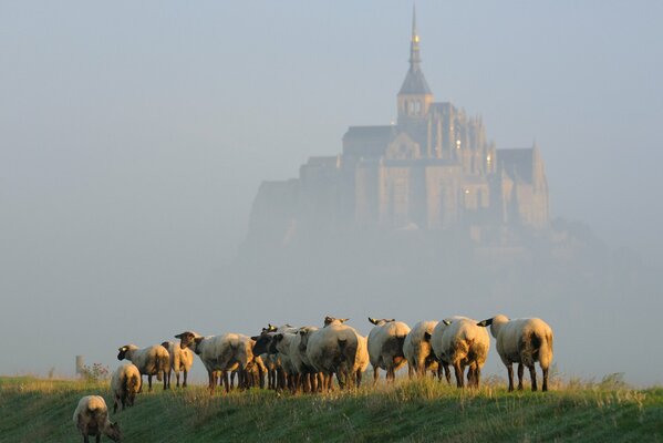 Małe stado owiec na tle zamglonego zamku na ostorowie Mont Saint-Michel