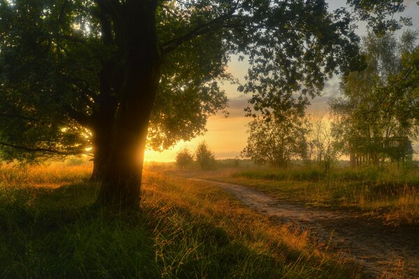 Schöne Landschaft der Sonne, die die Bäume am Weg beleuchtet