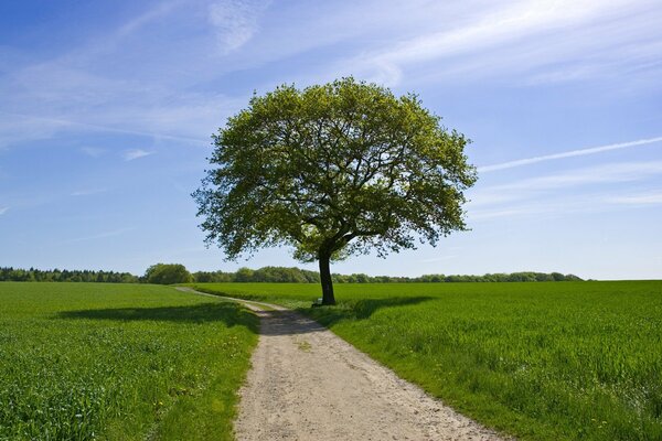 Verde e albero sul campo, cielo e strada